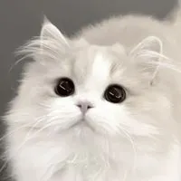 คุยเล่น/หาแฟน/หาเพื่อน