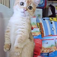 Nada cattery(อัพเดท แมวหาบ้าน)