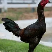 ตระกูลสมปรารถนา  vip