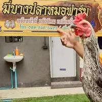 ซื้อขายสายพันธุ์มี่บางปลาหมอฟาร์ม100