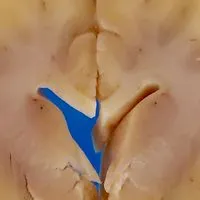 VET NEUROANATOMY 2025