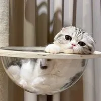 พรีออเดอร์ by แม่แมว 🫶🏻🐈👀