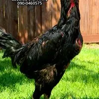 แป๊ปไก่ชน อำนาจเจริญ (2)