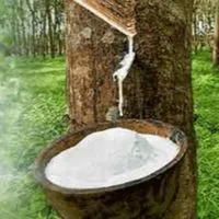 แจ้งราคารับซื้อยาง SL Yala