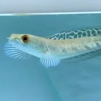 ตลาดปลาช่อน by ช่อนบ้านชล - Minerva Channa Chonburi 💕