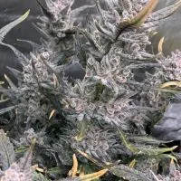 THC TH