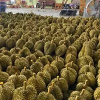 ค้าส่ง ผลไม้ ราคาส่ง สถานที่รับสินค้า รังสิต แกลง เนินสูง