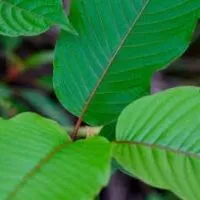 คนรักกระท่อม 🌿🌿