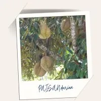 PAISAN.Durian