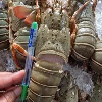 🦐กุ้งมังกร ปลีก-ส่ง น้องไข่มุก