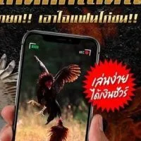 สาวไก่ชน