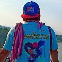 ไก่ชนไทบ้าน