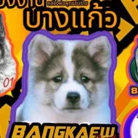 ห้องงาน"บางแก้ว"สปีด√√√