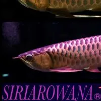 SIRI AROWANA FC.