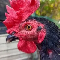 ซุ้ม เทพศาสตราวุธ แหล่งพัฒนาไก่ชนสายพันธ์พม่า (ส.สานฝันฟาร์ม)