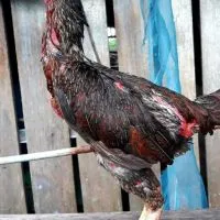 วัง ไก่ชนพม่า เหล่าสวนมะนาว ซุ้ม ว.สุพรรณา4️⃣2️⃣8️⃣9️⃣