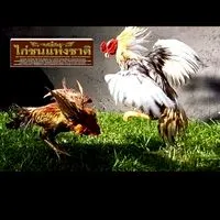 ไก่ชนแห่งชาติ ต้นตำรับแข้งหน้า