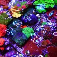 Thaireef Aquatics