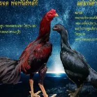 แสงดีไก่ชน
