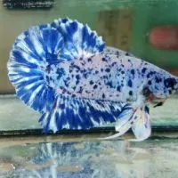 International Betta's market