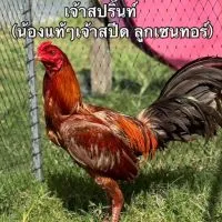 สยามชัยฟาร์ม ศรีสะเกษ