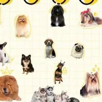 บ้านสุนัข  สมุทรปราการ by.Dogandme