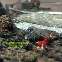 Sulawesi shrimp club TH