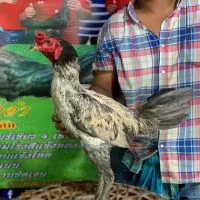 ส.ดาวลูกไก่นำโชค