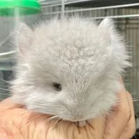 Chinchilla ชินชิลล่า - TCBC