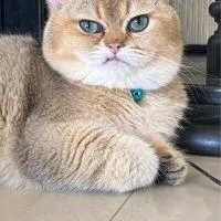 British & Scottishfold Elite Club 🐱