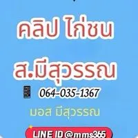 🏆กลุ่ม 8 คลิปไก่ ส.มีสุวรรณ (VIP ลูกแชมป์ตัวดัง)🏆