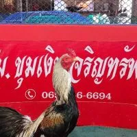 ขุมเงินเจริญทรัพย์ ฟาร์มไก่ชน