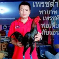 ส.ทัพหลวง อุปกรณ์ไก่ชน สายพันธ์โกวเซ้มฟาร์ม