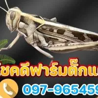 โชคดีฟาร์ม