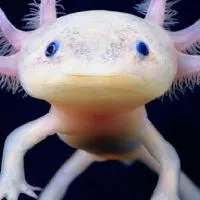 หมาน้ำ axolotl thailand 🇹🇭