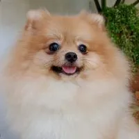 Pomeranian ซื้อ-ขาย-หาบ้าน