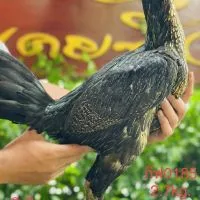 เยียร์บ้านดอน   ไก่เยียร์สายเลือด ส มีสุวรรณ 100