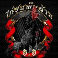 ไก่ชนพันล้าน-ไก่ติดดาว⭐