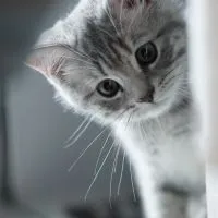 OrderPetshop