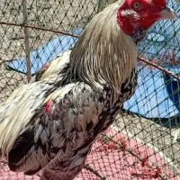 ไก่ชนเพชรมีชัยลพบุรี(แบ่งปัน&พัฒนาสายพันธุ์)