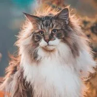 แมวเมนคูนและลูกครึ่งเมนคูน (I Love You Mainecoon Cats)