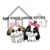 Baan Popeye Shihtzu Poodle