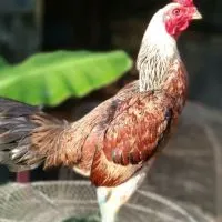 คนรักพม่า ส.มีสุวรรณ