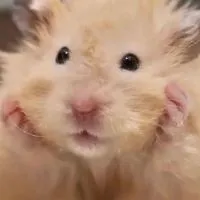 แฮมสเตอร์ Hamster Thai