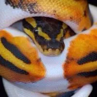 Ball python Thailand