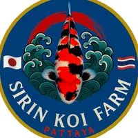 SIRIN​ KOI​ FARM​ VIP​3🇯🇵