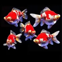 TonKla GoldFish