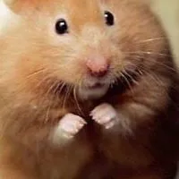 Hamster