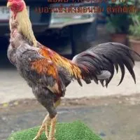 รุ่ง.ชโนทัย เชียงใหม่