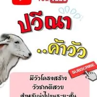 ป​วีณา​ค้าวัว**ตัวเมีย**